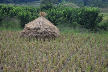 rice crop field