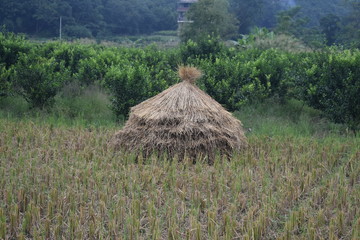 rice crop field
