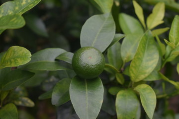 green orange fruit tree