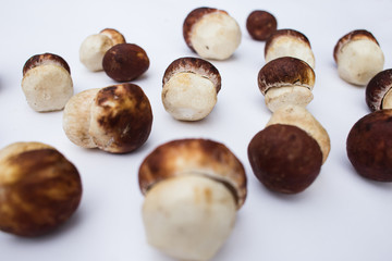 ceps on a white background.