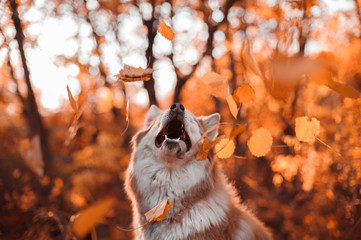 Dog portrait in the yellow autumn forest wit leaves falling