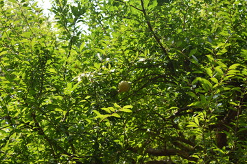 appple on tree chinese fruit
