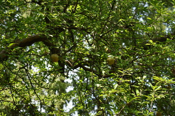 tree apple fruits