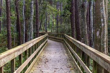 Boardwalk in the trees 