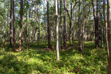 Sunlight and shadow forest