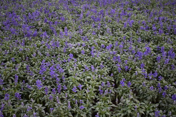 field of purple fowers