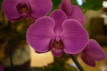 Fototapeta na wymiar Orchid flower pink