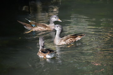 duck lake swiming