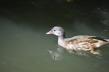 duck lake swiming