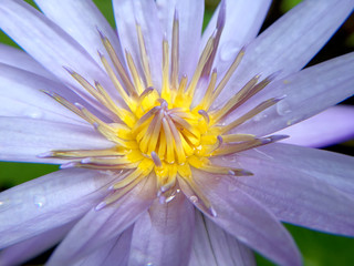 Beautiful violet or purple lotus flower with water droplets on the petals is complimented by the...
