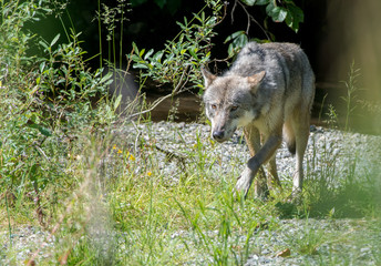 Coastal grey wolf