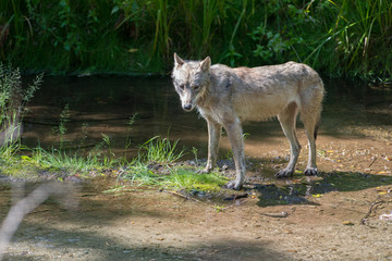 Coastal grey wolf