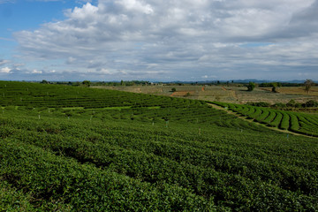 Fototapeta na wymiar Tea plantation at Singha park, Chiang Rai, Thailand.