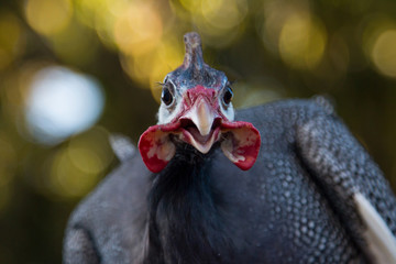 Close-up chicken head with blurred background