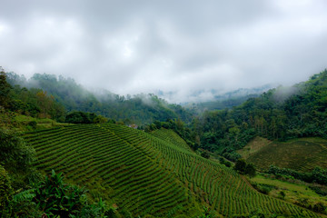 Fototapeta na wymiar Tea plantation at Doi Mae Salong, Chiang Rai, Thailand.