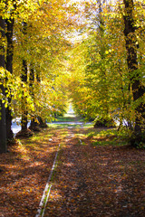 beautiful yellow autumn alley of trees