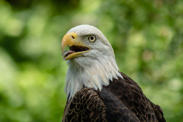 american bald eagle