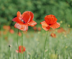 Red poppies in the morning light. Polyana with red poppy flowers on a green blur background. A lonely poppy flower. Field of poppies