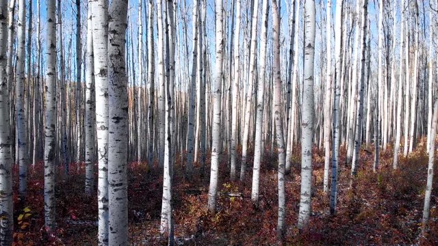 birch forest in fall 4k footage