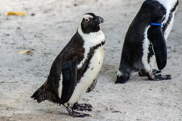 South African penguin