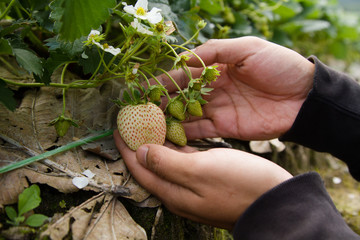 Hand carrying strawberry fruit at organic farm. Grow strawberry and Picking fruit farm at Japan concept.