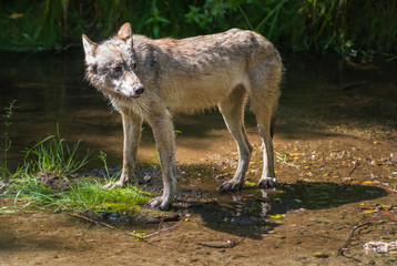 Coastal grey wolf