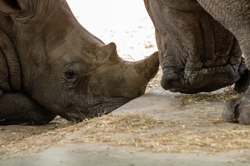 Fototapeta premium Southern white rhino