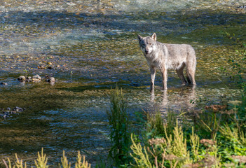 Coastal grey wolf