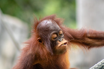 Baby bornean orangutan