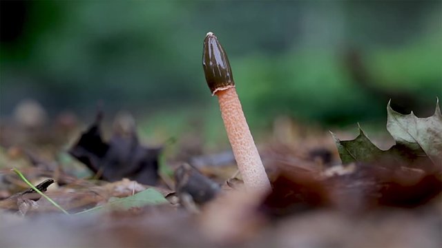 Stinkhorn mushroom close up. Foul-smelling Phallales mushroom sprouting from the ground. Macro view of mushrooms. 