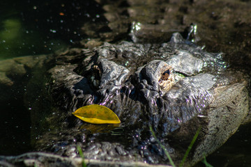 Fototapeta premium American alligator