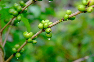 Coffee beans ripening on tree with water drop in north of thailand