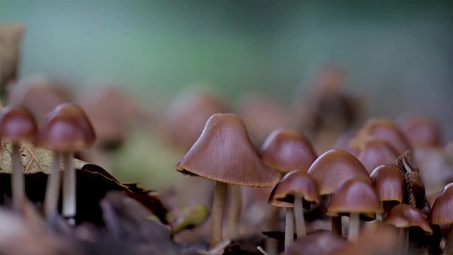 Zoom in on wild mushrooms growing together in a tight bunch. Togetherness and team work concept. Close up of brown mushrooms fruiting on the forest floor.