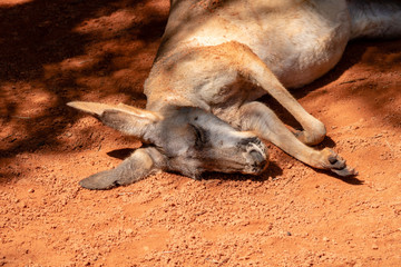 Fototapeta premium Gray kangaroo