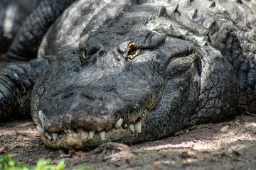 Obraz premium American alligator