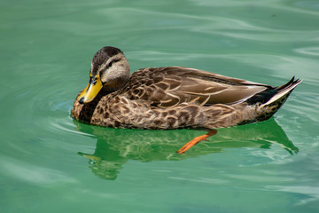 Swimming wood duck