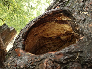 Hollow in the old willow