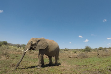 Fototapeta na wymiar African Elephants 