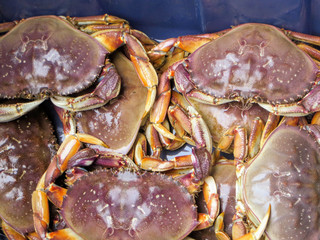 The only fresh water dungeness crab in the world on the West Coast Trail of Vancouver Island, BC, Canada.  A group of crabs by the local First Nations © christopher