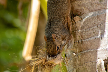 Small brown squirrel