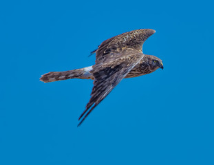northern harrier hawk isolated with sky blue background