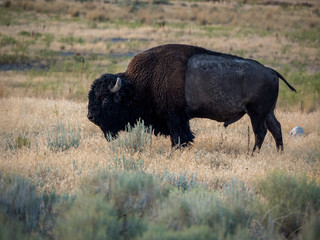 Bison in Antelope Island State Park