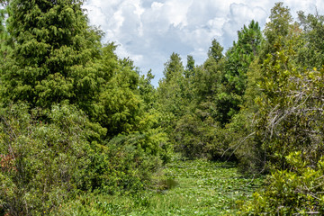 Trees along the creek