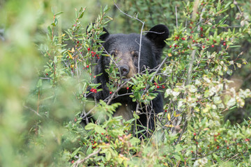 Naklejka premium Black bears