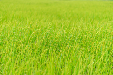 Abstract blur green rice field natural background.