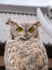 Beautiful Owl in Japan.