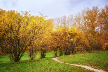 Fall Landscape: Walkway Path in Forest Consisting of Wilding Apple Trees and Birches at Sunny Day in September