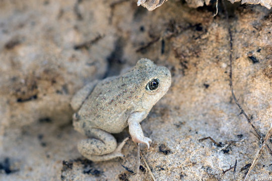 Great Basin Spadefoot Toad (Spea Intermontana). Protective Coating Example. Capitol Reef National Park, Utah, USA