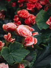 Numerous bright flowers of tuberous begonias (Begonia tuberhybrida) in garden