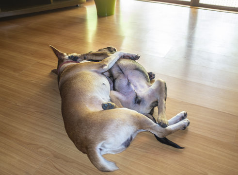 afternoon nap